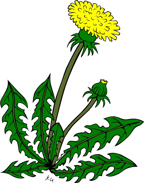 Clip Arts Related To - Clip Art Of Weeds (468x597), Png Download