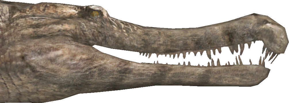 Sarcosuchus Teeth (1005x360), Png Download