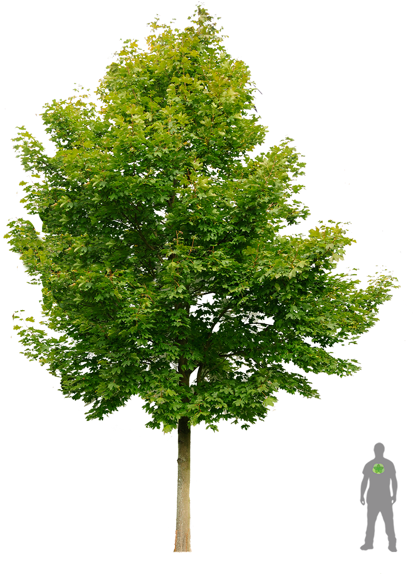 Spitz-ahorn Boom Esdoorn - Acer Ginnala Png (900x1200), Png Download