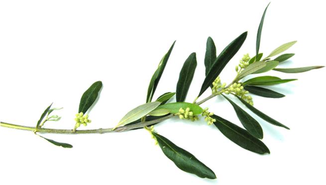 Olive Branch - Free Clip Art Olive Branch (699x524), Png Download
