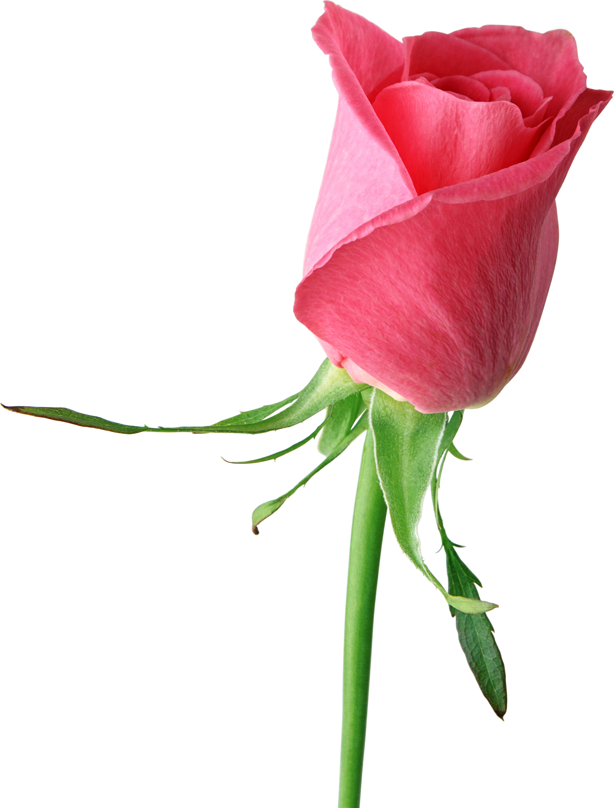 Roses Png Cliparts - Roses Flower Pic Single (2024x2665), Png Download