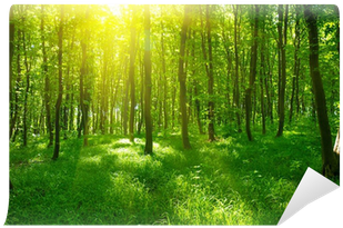 Foret Verte (400x400), Png Download
