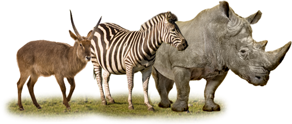 Go To Image - Zebra West Midlands Safari Park (580x250), Png Download