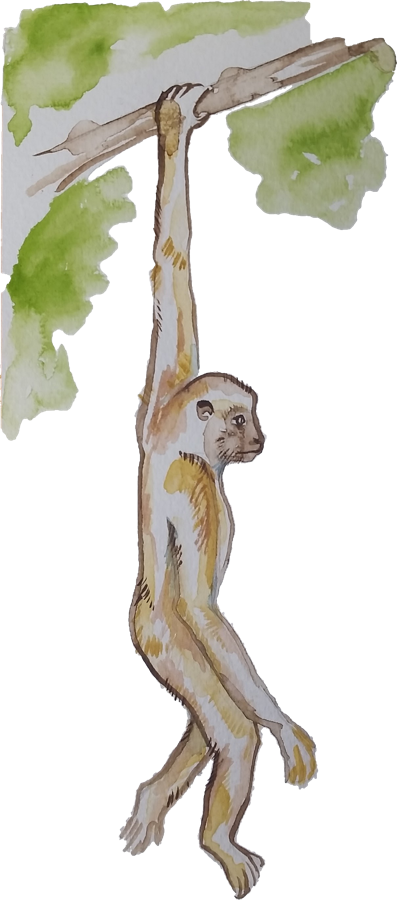 A Monkey Swinging Through The Trees - Monkey (397x900), Png Download