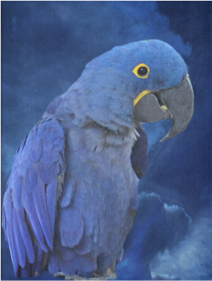 Hyacinth Macaw Cotton Linen Wall Tapestry - Hyacinth Macaw Budget Tote Bag, Adult Unisex, Natural (500x500), Png Download