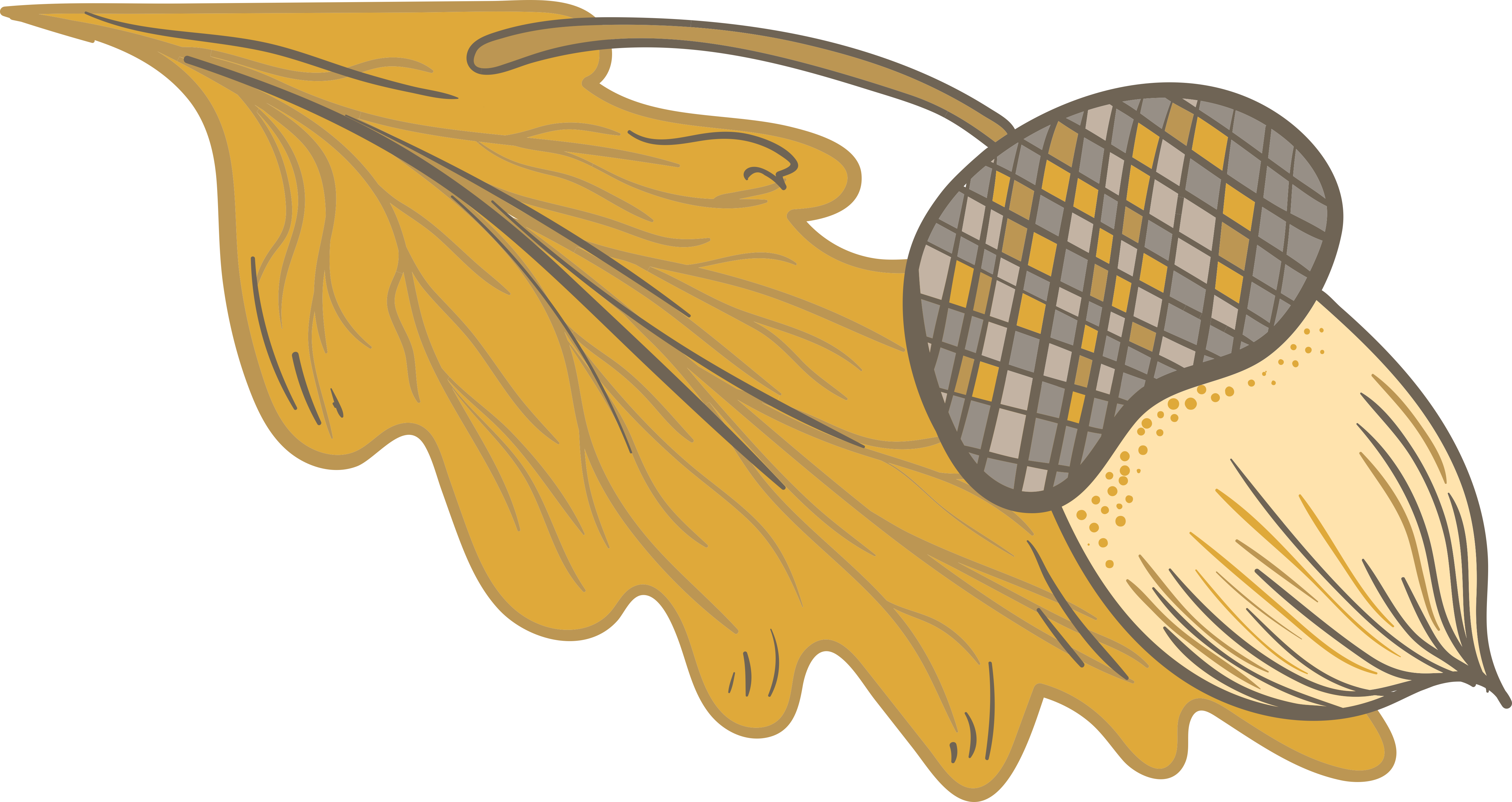 Acorn Drawing Download - Download (5000x2652), Png Download
