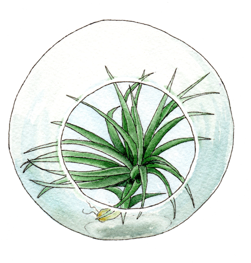 Terrarium With Tillandsia - Sweet Grass (500x524), Png Download