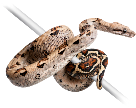 Transparent Boa Constrictor Png (550x437), Png Download