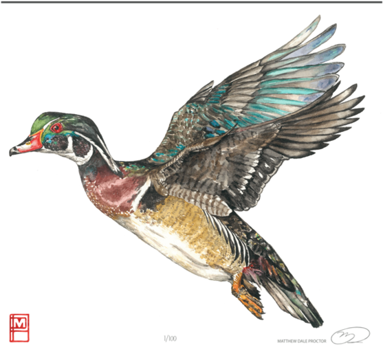 Wood Duck Print - Duck Print (600x600), Png Download