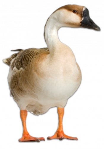 Lesso N - Transparent Geese (351x500), Png Download