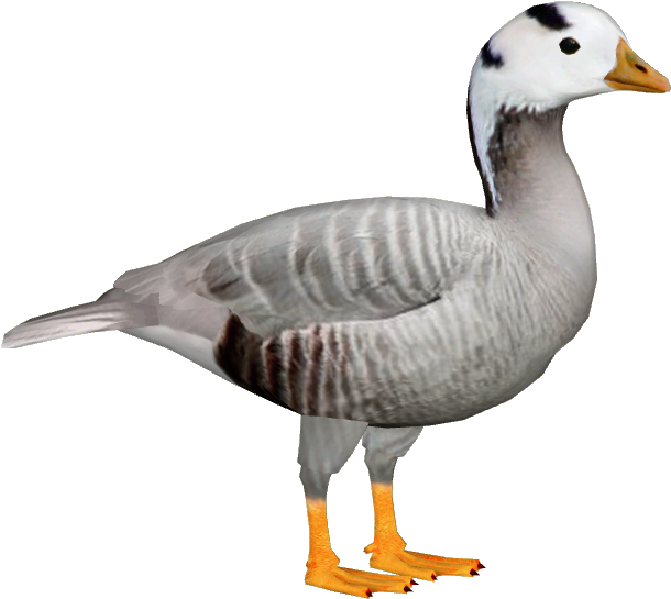 Bar-headed Goose 3 - Portable Network Graphics (609x609), Png Download