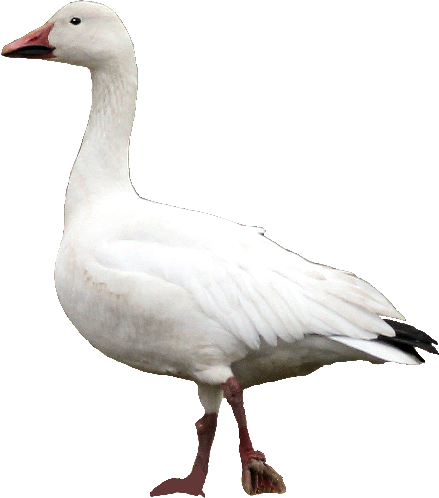 Snow Goose Ny - Snow Goose Png (927x1060), Png Download