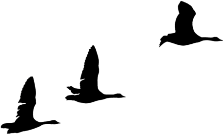 Geese Silhouettes By Frankandcarystock - Clip Art (900x600), Png Download