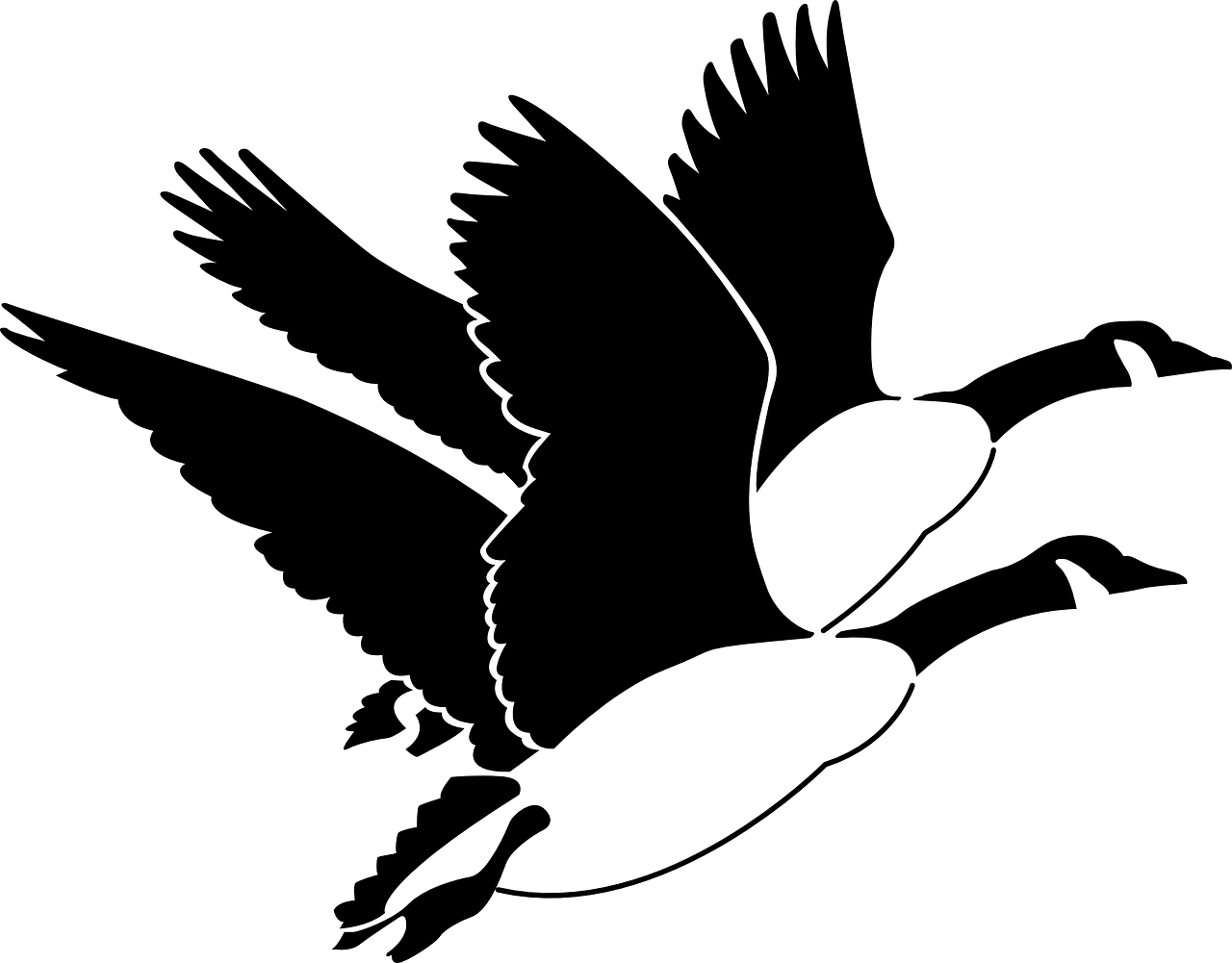 Animals, Birds, Flying, Wings, Geese, Animal, Bird, - Geese Clip Art (640x500), Png Download