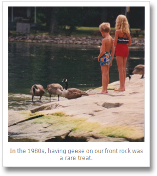 Lone Goose - Goose (335x373), Png Download