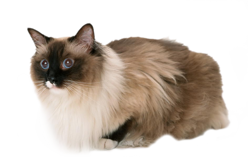 Cat,emoji,real,db 图层5 - Cat And Peanut Butter Gif (800x528), Png Download