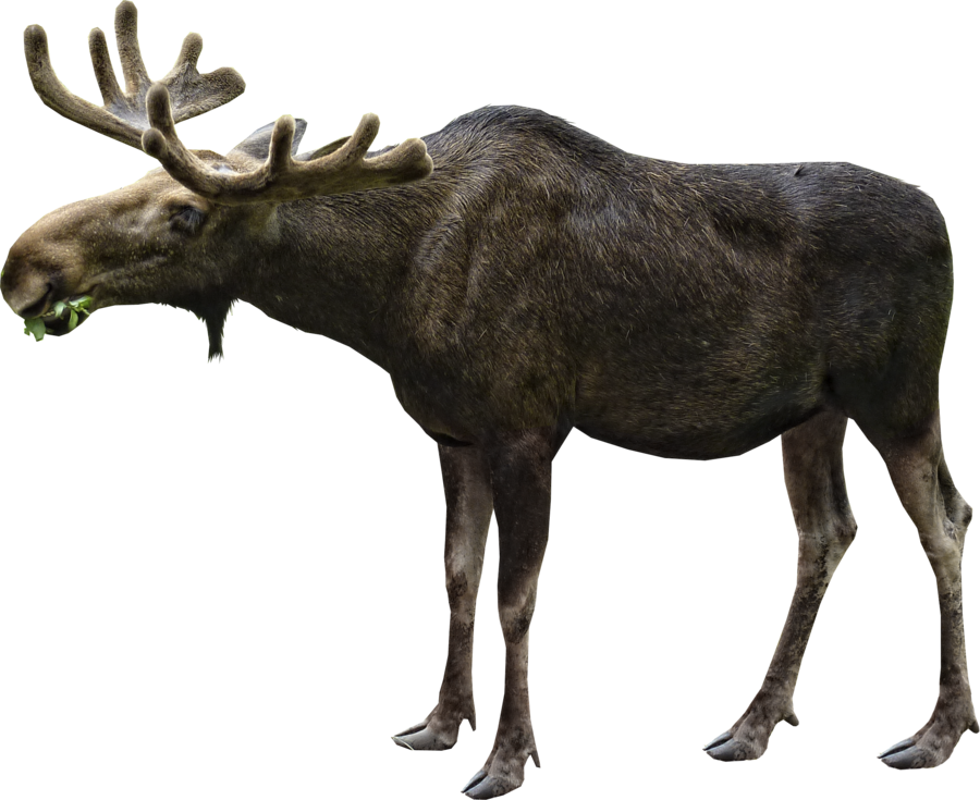 Moose Png File - Moose Png (900x735), Png Download