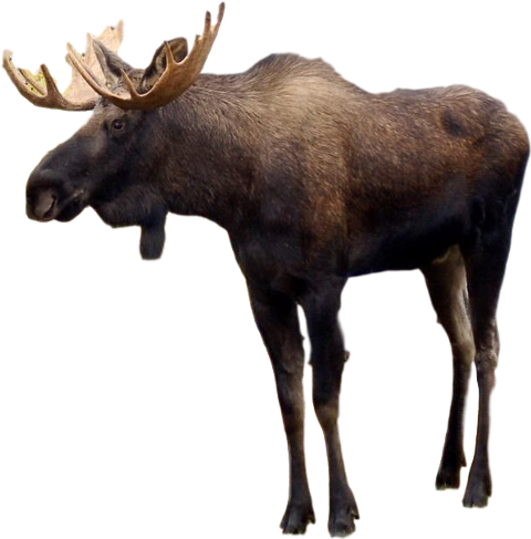 Moose Png (480x487), Png Download