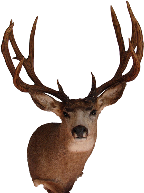 Graphic Transparent Antlers Transparent Mule Deer - Mounted Deer Head Png (506x650), Png Download
