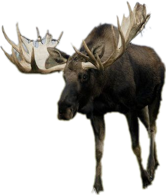 Moose (333x391), Png Download