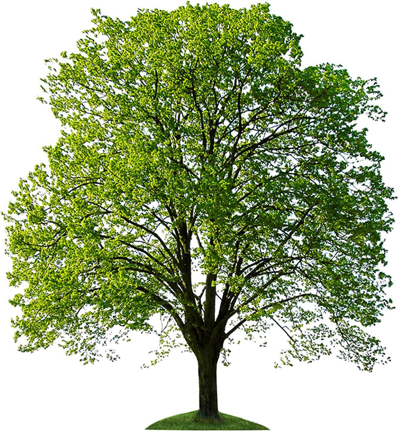 Go To Image - Stock Photo Trees (1864x1584), Png Download