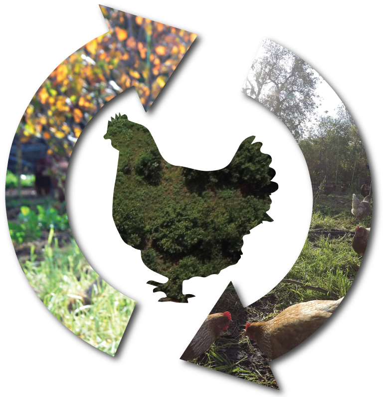 Main Street Project Chicken Cycles Tree Range - Rooster (800x800), Png Download