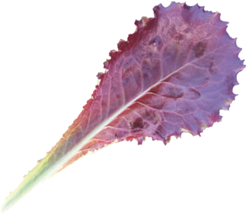 Tamarind Baby Leaf - Tamarindo (827x591), Png Download