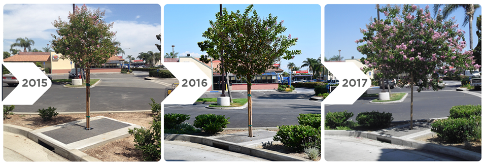 Meet The Hardest Working Tree On The Street™ - Commercial Building (1016x478), Png Download