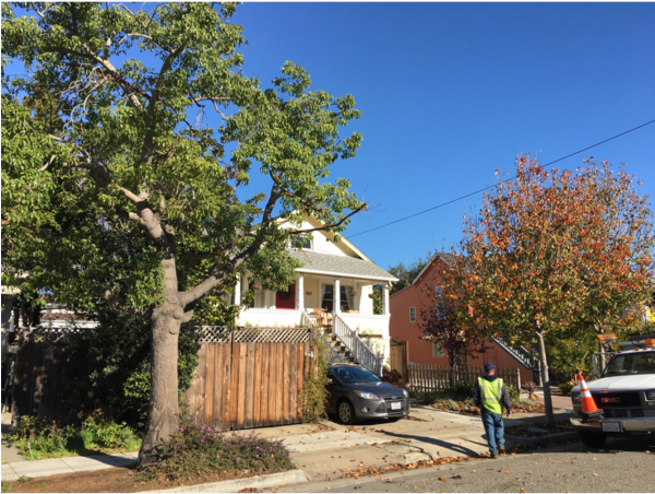 Trees Located Across The Street From 912 Centennial - House (599x600), Png Download