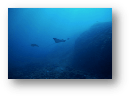 Diving And Living In Tamarindo - Tamarindo (454x342), Png Download