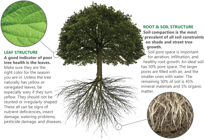 How It Works - Above And Below Ground Biomass (700x500), Png Download