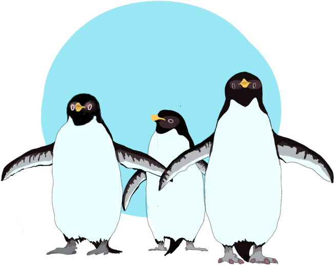 Penguins (1000x539), Png Download