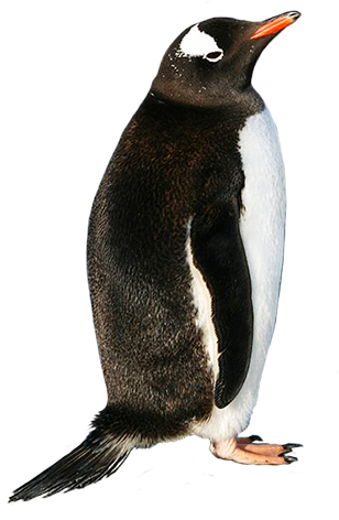 Penguin Png - Gentoo Penguin Shower Curtain (308x472), Png Download