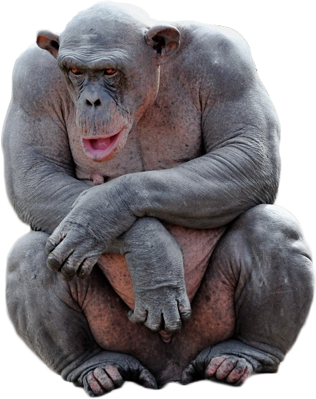 Http - //i - Imgur - Com/ky0byhu - Hairless Chimp (473x630), Png Download