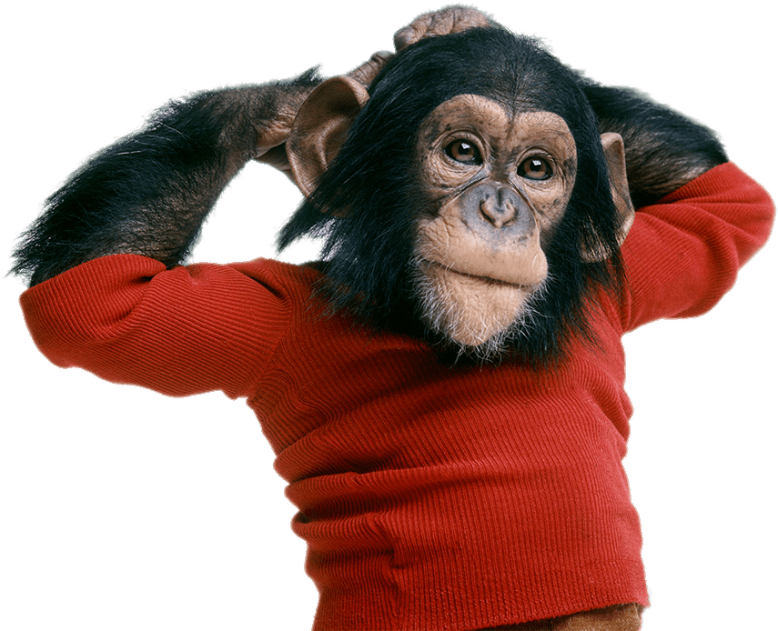 Nim Chimpsky (1280x720), Png Download