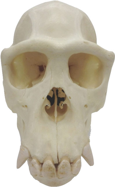 , Chimpanzee (pan Troglodytes), Macaque - Center For Academic Research And Training In Anthropogeny (405x645), Png Download