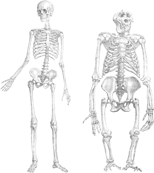 From Wikipedia, The Free Encyclopedia - Human And Ape Skeletons (640x714), Png Download