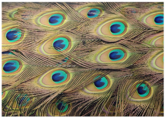Peacock Feathers (400x400), Png Download