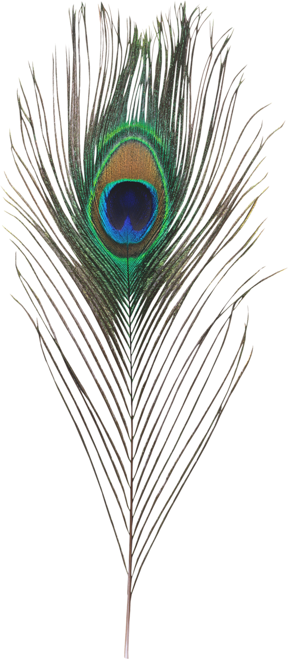 Single Peacock Feathers Png Hd - Generous Man: How Helping Others (350x800), Png Download