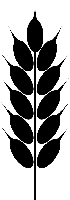 Cornfield Drawing Trigo - Grain Clipart (320x640), Png Download