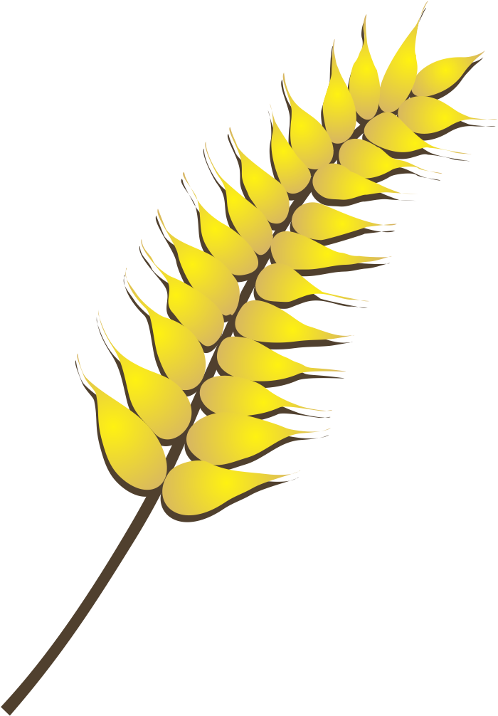 Imagens Recortadas No Photoshop E Exportadas Em Extensão - Trigo Em Desenho Png (794x1040), Png Download