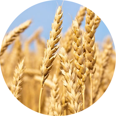 Trigo - Materias Primas De Panama (384x384), Png Download