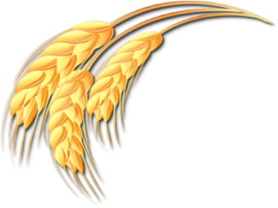 Galhos De Trigo Png - Ramo De Trigo Desenho Png (1044x781), Png Download