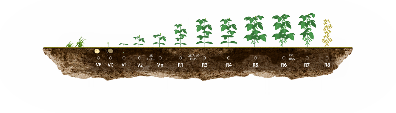 *estas Informaciones Son Referenciales, Antes De Utilizar - Estadios Del Cultivo De Soja (1329x380), Png Download