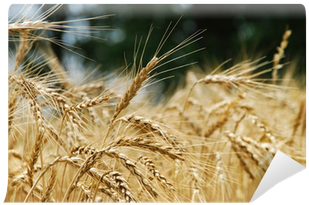 Wheat (400x400), Png Download
