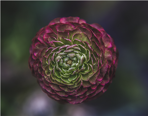 Or You Might Wind Up With Onions Flower Delivery Bloom - Suenos De Color - Rod V - Download (500x500), Png Download