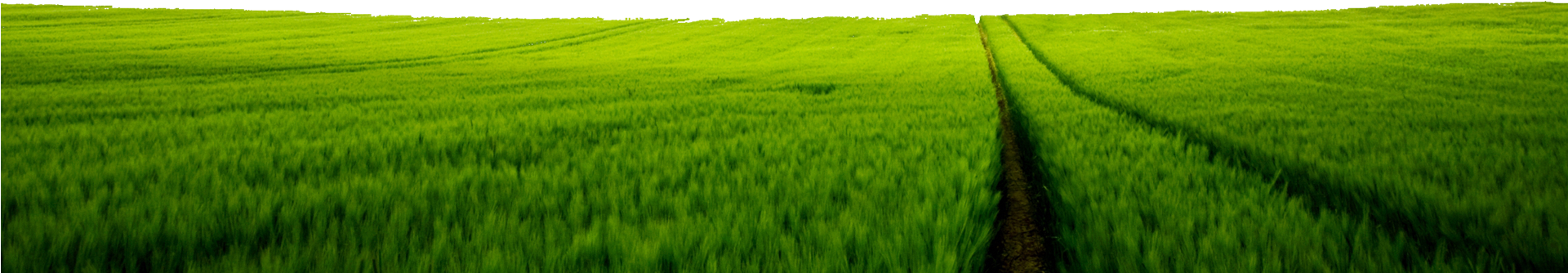 Play - Green Field (1920x664), Png Download