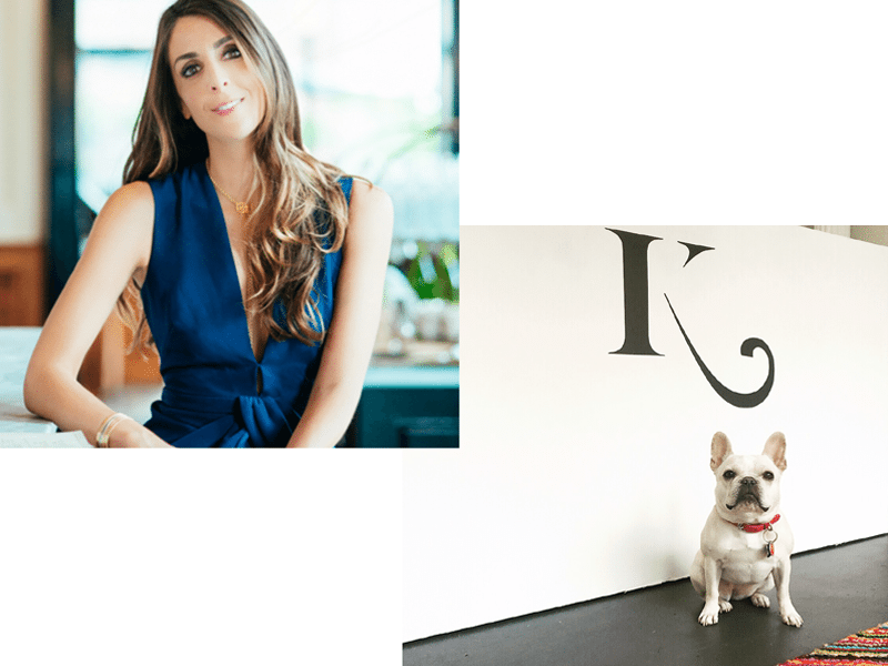 High - French Bulldog (800x600), Png Download