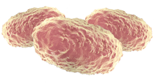 Benefits - Bordetella (700x700), Png Download