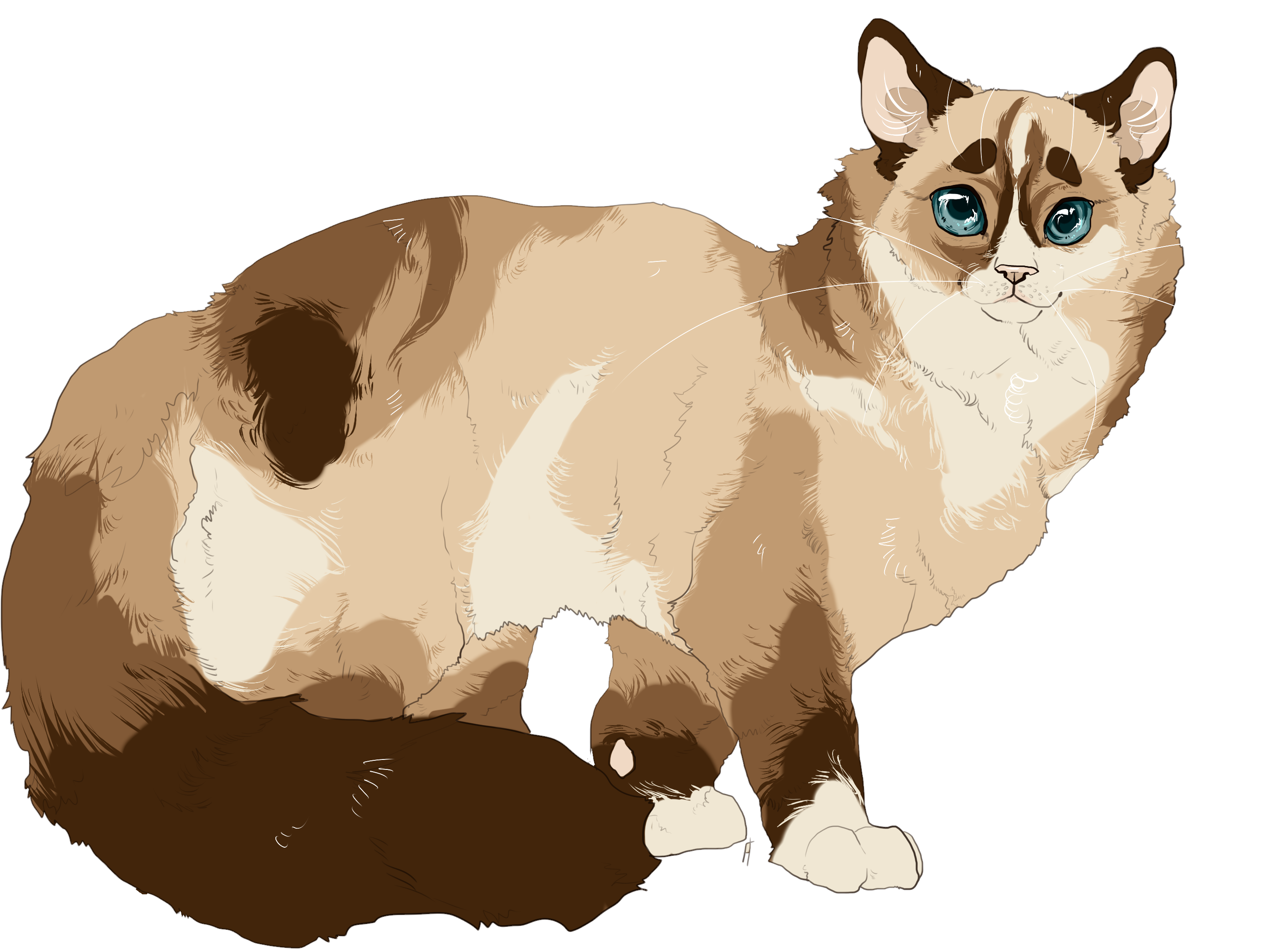 Pdufgle - Siamese (3200x2400), Png Download